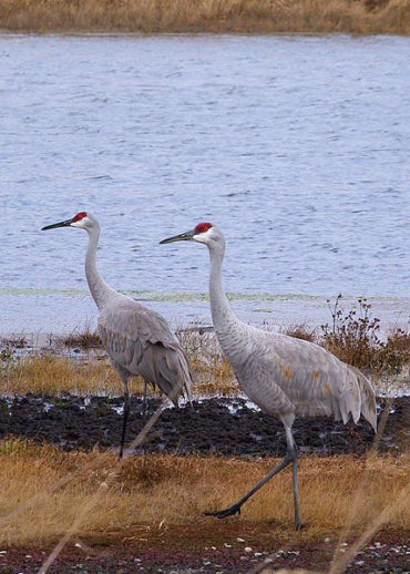 Sandhill Cranes by Diane Constable from Gregory, MI USA