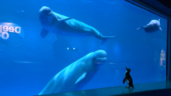Day in the Life: How are Shedd Aquarium’s animals coping in the absence of visitors?