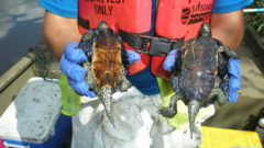 Turtle Recovery: Studying turtles on the Kalamazoo River 10 years after Enbridge oil spill
