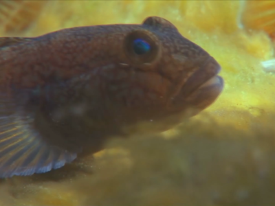 Watch Party: Invaders on the Menu