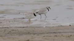 The Catch: Record Number of Piping Plovers