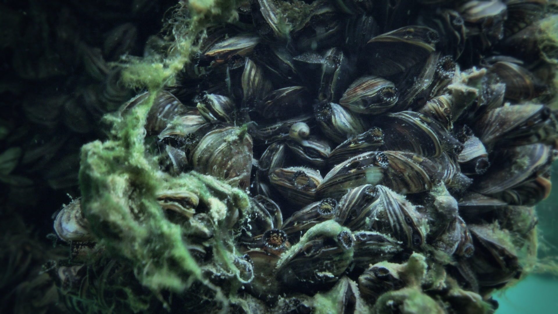 Lake Superior Zebra Mussels “A big disappointing surprise” Great