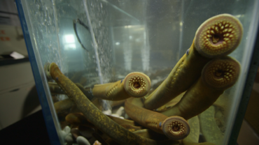 Photo courtesy of Great Lakes Media