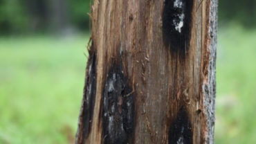 Oak tree effected by Oak wilt.