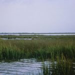 Researchers find wetland plant can filter PFAS chemicals