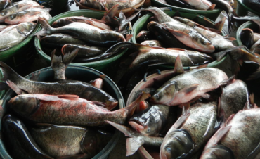 Photo by Ramon FVelasquez via Wikimedia