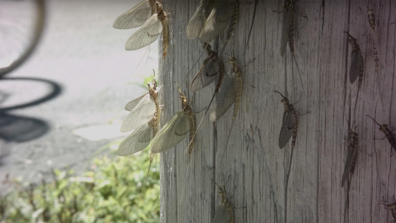 How healthy is Lake Erie? The Mayflies know. Great Lakes Now