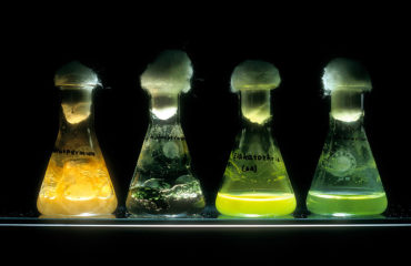 Photo courtesy of CSIRO via Wikimedia