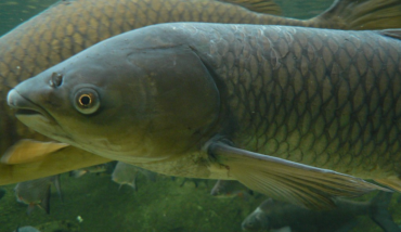 Photo courtesy of Peter Halasz via Wikimedia