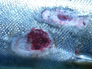 Photo courtesy of Fungus Guy via Wikimedia