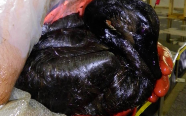 Photo courtesy of USEPA via Wikimedia