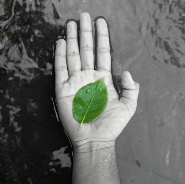 Photo courtesy of Kenzshah1993 via Wikimedia