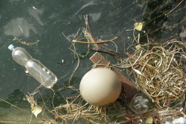 Photo courtesy of Nienetwiler via Wikimedia