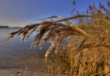 Photo courtesy of Carsten Tolkmit via Wikimedia