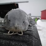 Lake Sturgeon fishing in Michigan aimed at preserving prehistoric fish