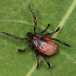 Tick season sparks concern for virus along Great Lakes