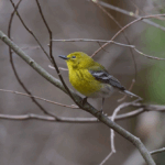 Photo by Andy Reago & Chrissy McClarren via wikimedia