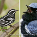 More than 90 thousand “Bird Nerds” expected to visit Western Lake Erie