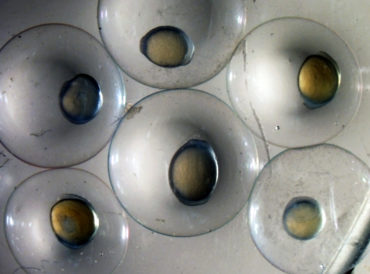 Photo by Reuben Goforth purdue.edu