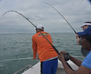 Drift fishing catching walleye on Lake Erie