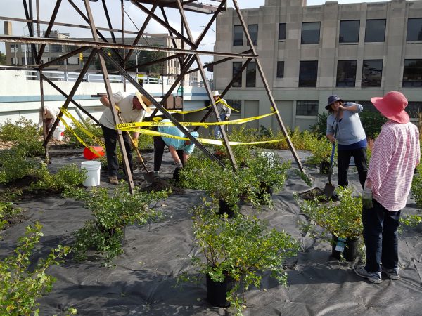 Photo courtesy of the Detroit Garden Center via John Hartig