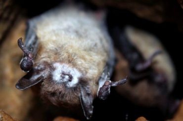 Photo by Joseph Hoyt Virginia Tech