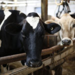 Toxic ‘forever chemicals’ found in Michigan farm’s beef