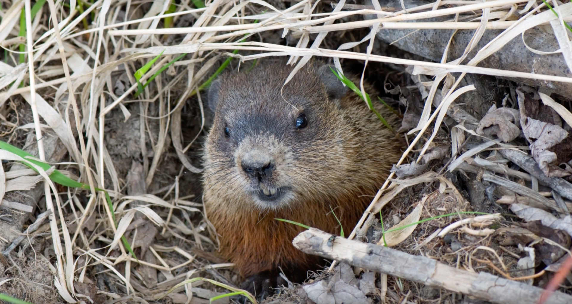 Virtual Field Trip - Groundhogs Day - digital version