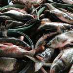 Photo by Ramon FVelasquez via Wikimedia