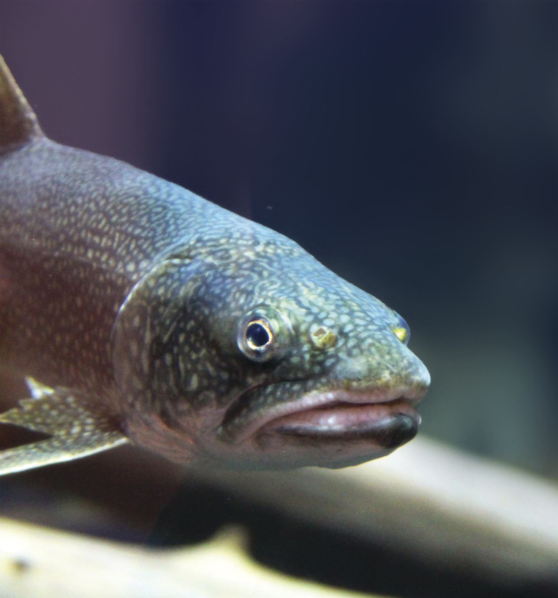 Photo courtesy of James Hurley