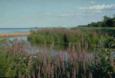 Purple loosestrife. Invasive plant. Photo by NOAA Great Lakes Environmental Research Laboratory Follow