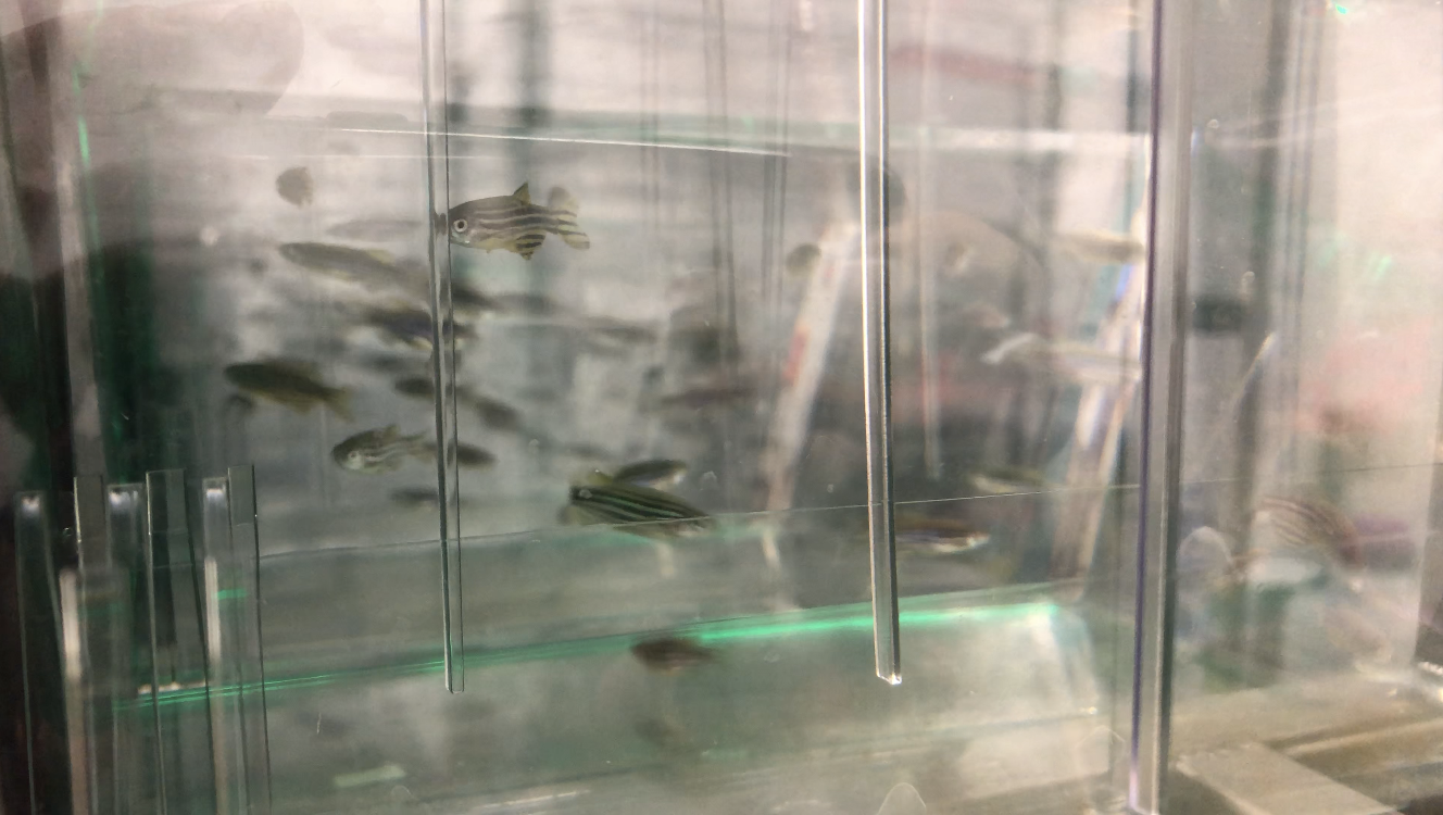 On the Subject of Fish: How do contaminants affect zebrafish and how does that translate to humans? - Great Lakes Now