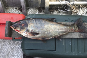 Photo by Illinois Department of Natural Resources via AP File