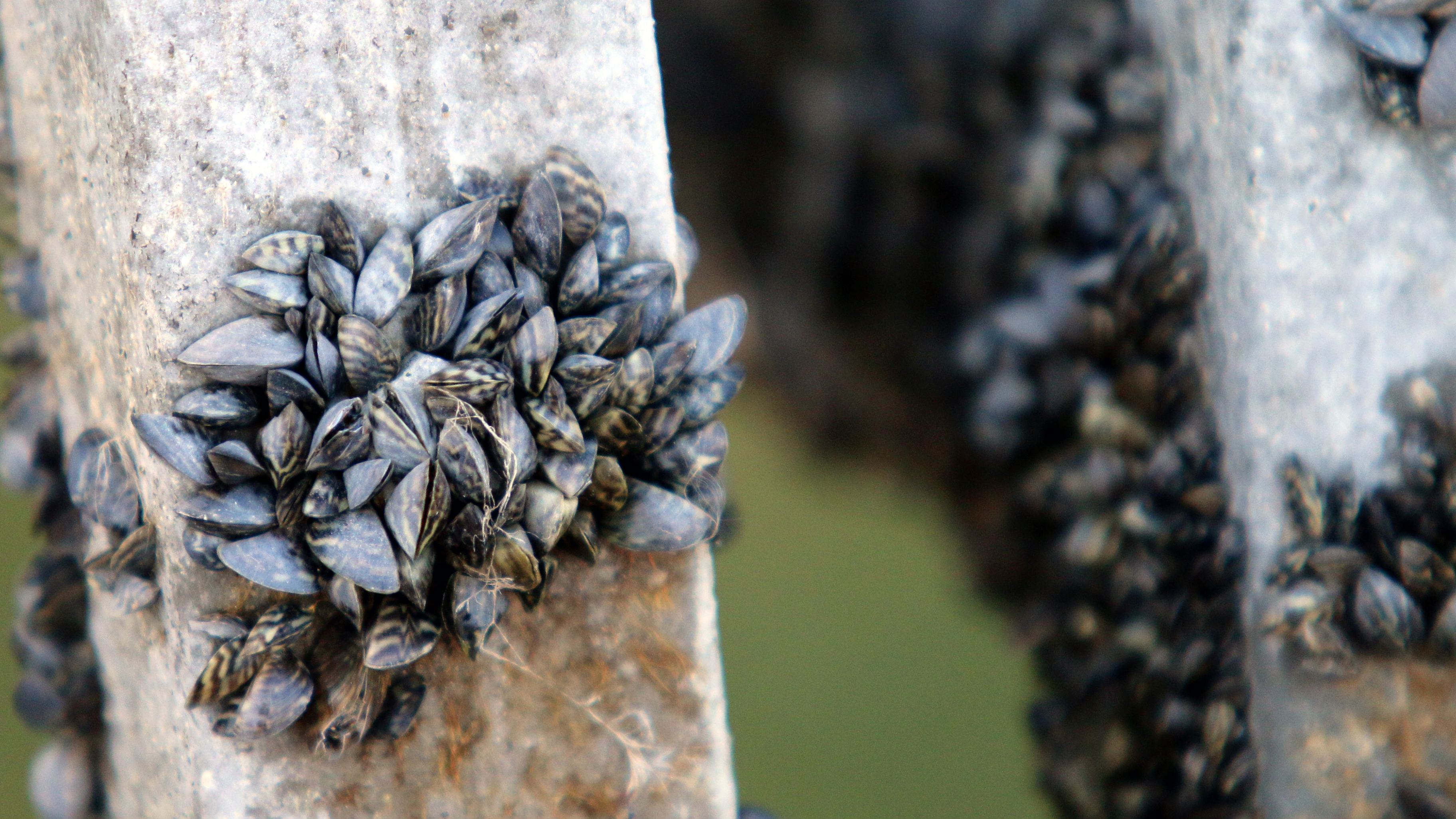 Zebra Mussels: A guide to the good and the bad of these Great Lakes invaders - Great Lakes Now