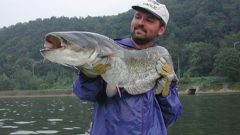 Least Wanted: Potential Great Lakes invasive species are little known but still a big problem