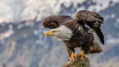 Bald eagle shows air superiority, sends drone into lake
