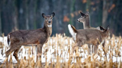 17 Indiana state parks closing for 4 days of deer hunts