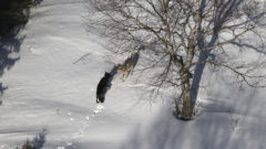 Relocated Isle Royale wolves form groups, reduce moose herd