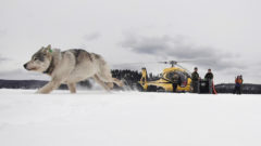 Pandemic interrupts longtime Isle Royale wolf, moose study