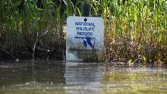 Wetlands can help prevent property damage and save lives during floods