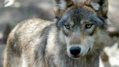 Chippewa tribes blast wolf hunt, say it was about killing