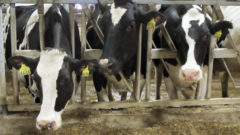 DNR issues expansion permit for Kewaunee County factory farm