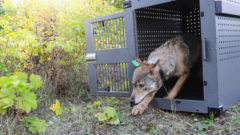Scientists: Pup births hopeful sign for Isle Royale wolves