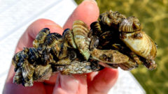 Invasive Tracking: Researchers trying to trace zebra mussel infestations
