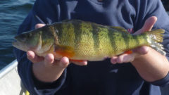Low but Stable: Yellow perch populations in Great Lakes’ bays and open waters
