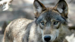 US: Wolves may need protections after states expand hunting