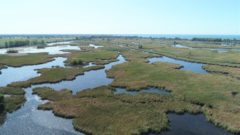 Great Lakes Moment: International wetlands treaty turns 50