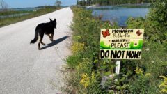 Year in Review 2021: The two-beer bear and other Lake Huron canine adventures