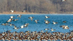 Great Lakes Moment: Overwintering ducks on the Detroit River create a sense of wonder
