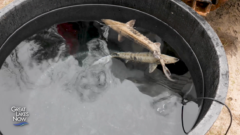 Lake sturgeon added to endangered list, but things are looking up